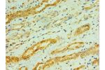 Immunohistochemistry of paraffin-embedded human kidney using CSB-PA005875ESR2HU at dilution 1:100