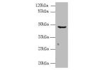 Western blot<br />
All lanes: CPA2 antibody at 8ug/ml+ Jurkat whole cell lysate<br />
Goat polyclonal to rabbit at 1/10000 dilution<br />
Predicted band size: 47 kDa<br />
Observed band size: 47 kDa<br />