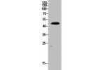 Western Blot analysis of HepG2 cells using EF-1 a1/2 Polyclonal Antibody