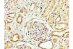 IHC image of CSB-PA005925LA01HU diluted at 1:200 and staining in paraffin-embedded human kidney tissue performed on a Leica BondTM system. After dewaxing and hydration, antigen retrieval was mediated by high pressure in a citrate buffer (pH 6.0). Section 