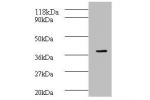 All lanes: Cyclic AMP-responsive element-binding protein 1 antibody at 2ug/ml+mouse brain tissue<br />
Secondary<br />
Goat polyclonal to Rabbit IgG at 1/10000 dilution<br />
Predicted band size: 37,36,26 kDa<br />
Observed band size: 37 kDa<br />