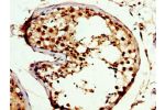 IHC image of CSB-PA005961LA01HU diluted at 1:300 and staining in paraffin-embedded human testis tissue performed on a Leica BondTM system. After dewaxing and hydration, antigen retrieval was mediated by high pressure in a citrate buffer (pH 6.0). Section 