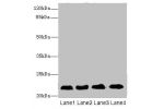 Western blot<br />
All lanes: CRIP2 antibody at 5.93ug/ml<br />
Lane 1 : Ret heart tissue<br />
Lane 2 : Mouse lung tissue<br />
Lane 3 : Hela whole cell lysate<br />
Lane 4 : MCF7 whole cell lysate<br />
Secondary<br />
Goat polyclonal to rabbit IgG at 1