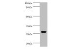 Western blot<br />
All lanes:CRISP2 antibody at 12ug/ml+rat gonad tissue<br />
Secondary<br />
Goat polyclonal to rabbit at 1/10000 dilution<br />
Predicted band size: 28,32 kDa<br />
Observed band size: 27 kDa<br />