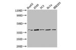 Western Blot<br />
Positive WB detected in:HepG2 whole cell lysate,A549 whole cell lysate,PC3 whole cell lysate,Hela whole cell lysate,HEK293 whole cell lysate<br />
All lanes:CRK antibody at 3