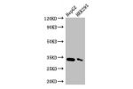 Western Blot<br />
Positive WB detected in:HepG2 whole cell lysate,HEK293 whole cell lysate<br />
All lanes: CRKL antibody at 3.5ug/ml<br />
Secondary<br />
Goat polyclonal to rabbit IgG at 1/50000 dilution<br />
Predicted band size: 34 kDa<br />
Observed