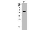 Western Blot analysis of 3T3 cells using CD47 Polyclonal Antibody