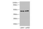 Western blot<br />
All lanes: CRTAP antibody at 0.96ug/ml<br />
Lane 1 : 293T whole cell lysate<br />
Lane 2 : Hela whole cell lysate<br />
 Goat polyclonal to Rabbit IgG at 1/10000 dilution<br />
Predicted band size: 47 kDa<br />
Observed band size: 47 k