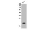 Western Blot analysis of HeLa cells using GMF-