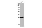Western Blot analysis of HeLa cells using Flt3-L Polyclonal Antibody