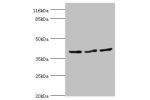 Western blot<br />
All lanes:CRYZL1 antibody at 12ug/ml<br />
Lane 1:Hela cells<br />
Lane 2:HepG2 cells<br />
Lane 3:Jurkat cells<br />
Secondary<br />
Goat polyclonal to rabbit at 1/10000 dilution<br />
Predicted band size: 39,22 kDa<br />
Observed band