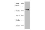 Western blot<br />
All lanes: Csad antibody at 12ug/ml+ NIH/3T3 whole cell lysate<br />
Goat polyclonal to rabbit at 1/10000 dilution<br />
Predicted band size: 55 kDa<br />
Observed band size: 55 kDa<br />