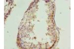 Immunohistochemistry of paraffin-embedded human testis tissue using CSB-PA006033LA01HU at dilution of 1:100