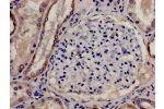 Immunohistochemistry analysis of human kidney tissue using CSB-PA006040LA01HU at dilution of 1:100