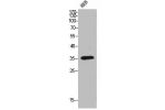 Western Blot analysis of HEB cells using FAS Polyclonal Antibody