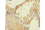 Immunohistochemistry of paraffin-embedded human testis tissue using CSB-PA006046LA01HU at dilution 1:100