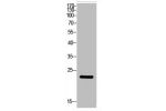Western Blot analysis of HBE cells using ALR Polyclonal Antibody