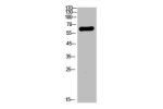 Western Blot analysis of A549 cells using Bag-3 Polyclonal Antibody.