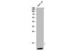 Western Blot analysis of 293T-UV cells using ApoC-III Polyclonal Antibody