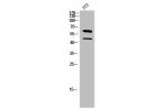 Western Blot analysis of 3T3 cells using M-CSF Polyclonal Antibody