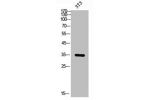 Western Blot analysis of NIH-3T3 cells using EP-CAM Polyclonal Antibody