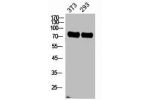 Western Blot analysis of NIH-3T3, 293 cells using ABCG2 Polyclonal Antibody.