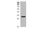 Western Blot analysis of Hela cells using Dkk-1 Polyclonal Antibody.