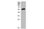 Western Blot analysis of MCF7 cells using TNAP Polyclonal Antibody.