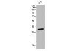 Western Blot analysis of NIH-3T3 cells using CD89 Polyclonal Antibody