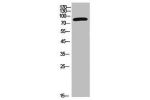 Western Blot analysis of 293 cells using CD6 Polyclonal Antibody.