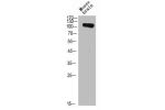Western Blot analysis of mouse brain cells using CD13 Polyclonal Antibody