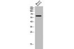 Western Blot analysis of MOUSE-BRAIN cells using CD19 Polyclonal Antibody