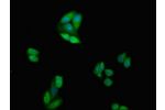 Immunofluorescent analysis of HepG2 cells using CSB-PA006163LA01HU at a dilution of 1:100 and Alexa Fluor 488-congugated AffiniPure Goat Anti-Rabbit IgG(H+L)
