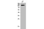 Western Blot analysis of 3T3 cells using CD21 Polyclonal Antibody