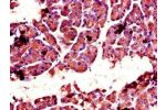 Immunohistochemistry of paraffin-embedded human pancreatic tissue using CSB-PA006182LA01HU at dilution of 1:100