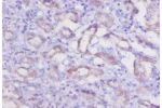 Immunohistochemistry of paraffin-embeded human kidney using CSB-PA006192LA01RA at dilution of 1:50