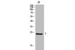 Western Blot analysis of KB cells using CD53 Polyclonal Antibody