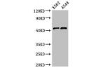 Western Blot<br />
Positive WB detected in:K562 whole cell lysate,A549 whole cell lysate<br />
All lanes:CELF2 antibody at 3