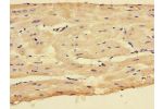 Immunohistochemistry of paraffin-embedded human heart tissue using CSB-PA006236LA01HU at dilution of 1:100