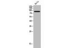 Western Blot analysis of HeLa cells using VE-Cadherin Polyclonal Antibody