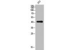 Western Blot analysis of 3T3 cells using Blr1 Polyclonal Antibody