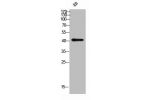 Western Blot analysis of KB cells using CD244 Polyclonal Antibody