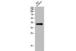 Western Blot analysis of RAT-kidney cells using CD300c Polyclonal Antibody