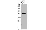 Western Blot analysis of mouse brain cells using CD209 Polyclonal Antibody