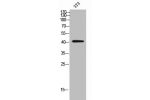 Western Blot analysis of 3T3 cells using CD192 Polyclonal Antibody