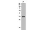 Western Blot analysis of KB cells using EMAP II Polyclonal Antibody