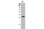 Western Blot analysis of HBE cells using Amphiregulin Polyclonal Antibody