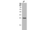 Western Blot analysis of HBE cells using Ebi3 Polyclonal Antibody