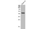 Western Blot analysis of HEPG2-UV cells using BMP-2 Polyclonal Antibody