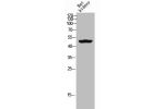 Western Blot analysis of RAT-kidney cells using GDF-6 Polyclonal Antibody